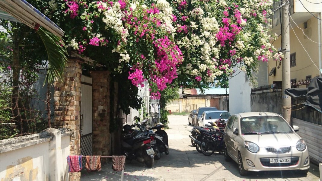 A spectacular burst of colour as a garden makes an escape over the wall and climbs along telephone cables