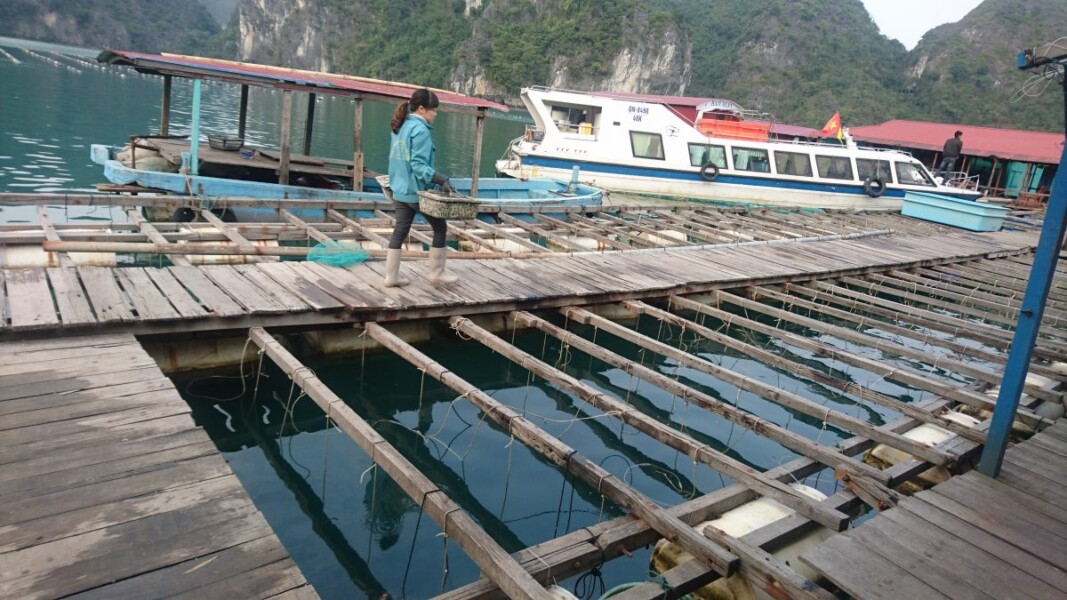 A pearl farm in Halong Bay